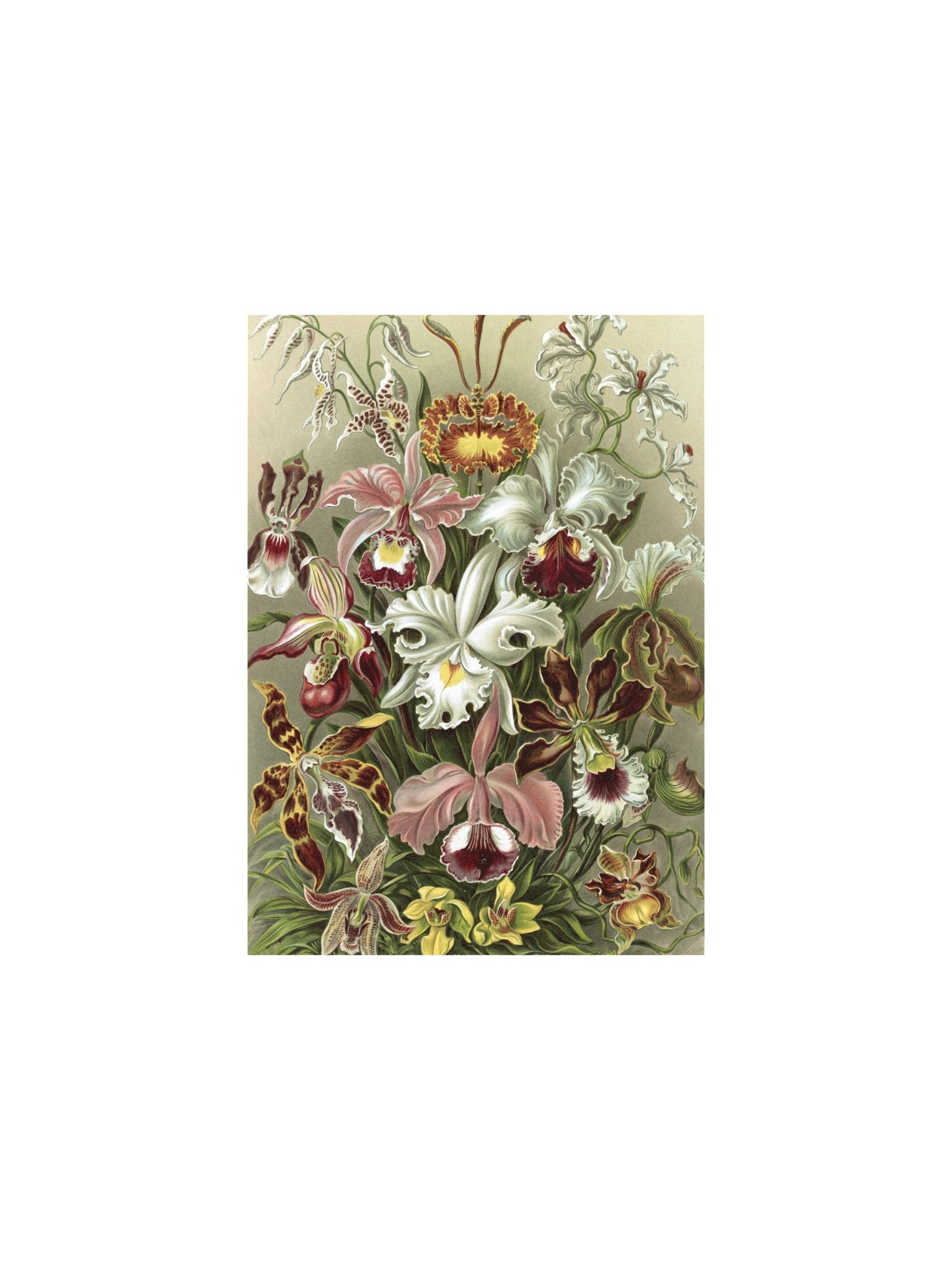 Orchids Antique Botanical Art Print product image (1)