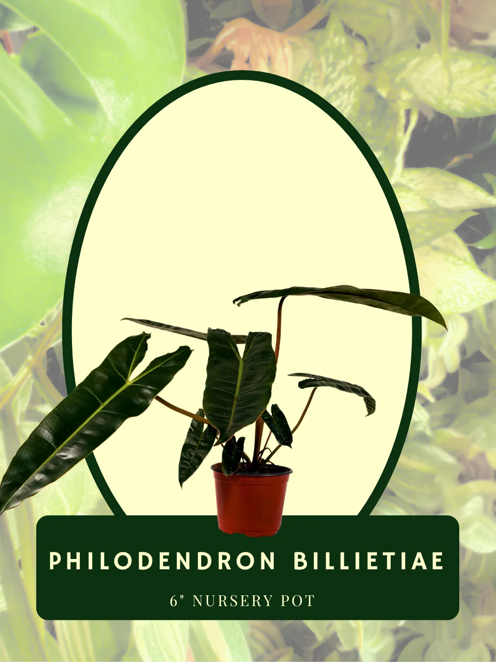 Philodendron Billietiae product image (1)