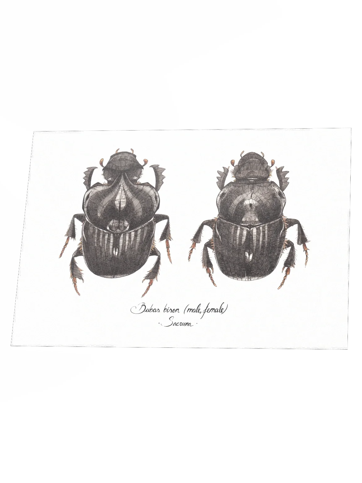 Bubas Bison • Print product image (3)