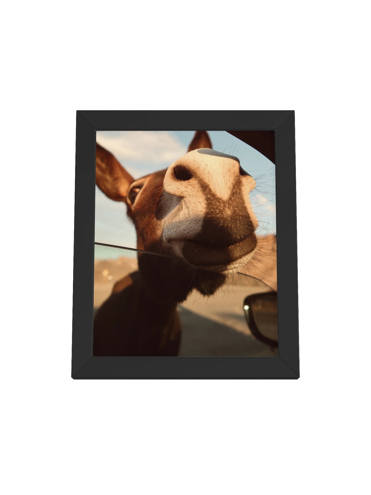 Route 66 Oatman Donkey product image (1)