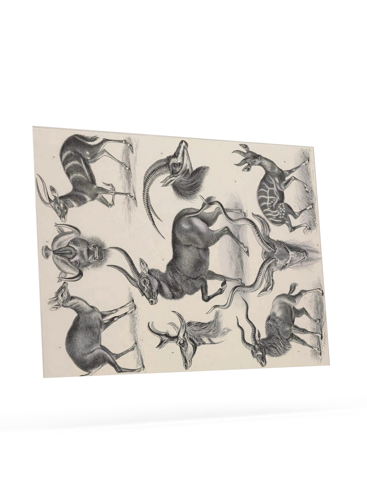 Antilopina; Antilope, Plate 100 – Haeckel Poster product image (9)