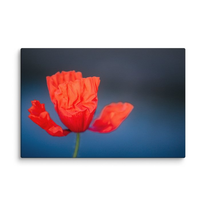 Fragile Crimson Canvas Print product image (2)