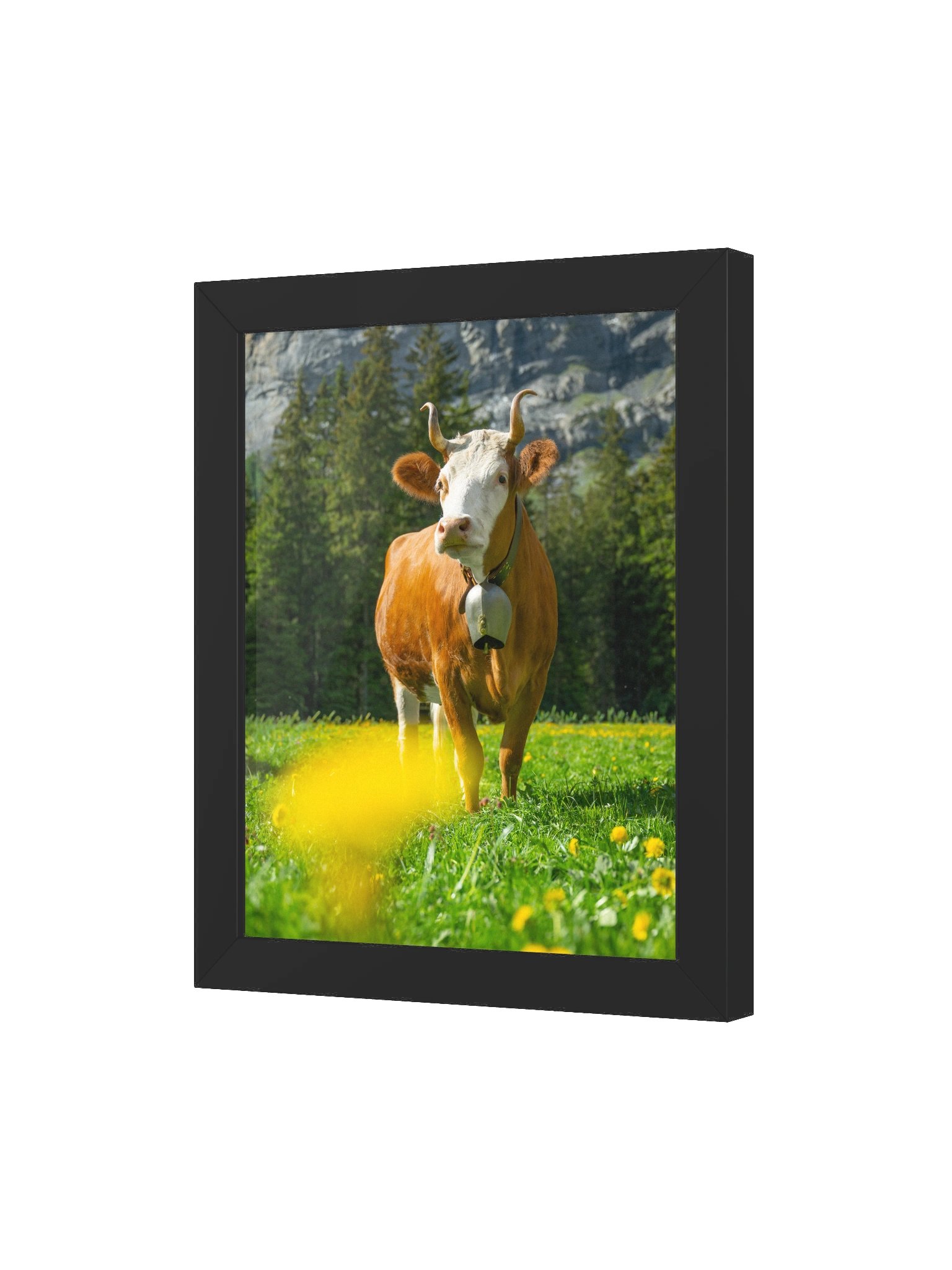 Simmentaler Cow (Original swiss breed) product image (35)
