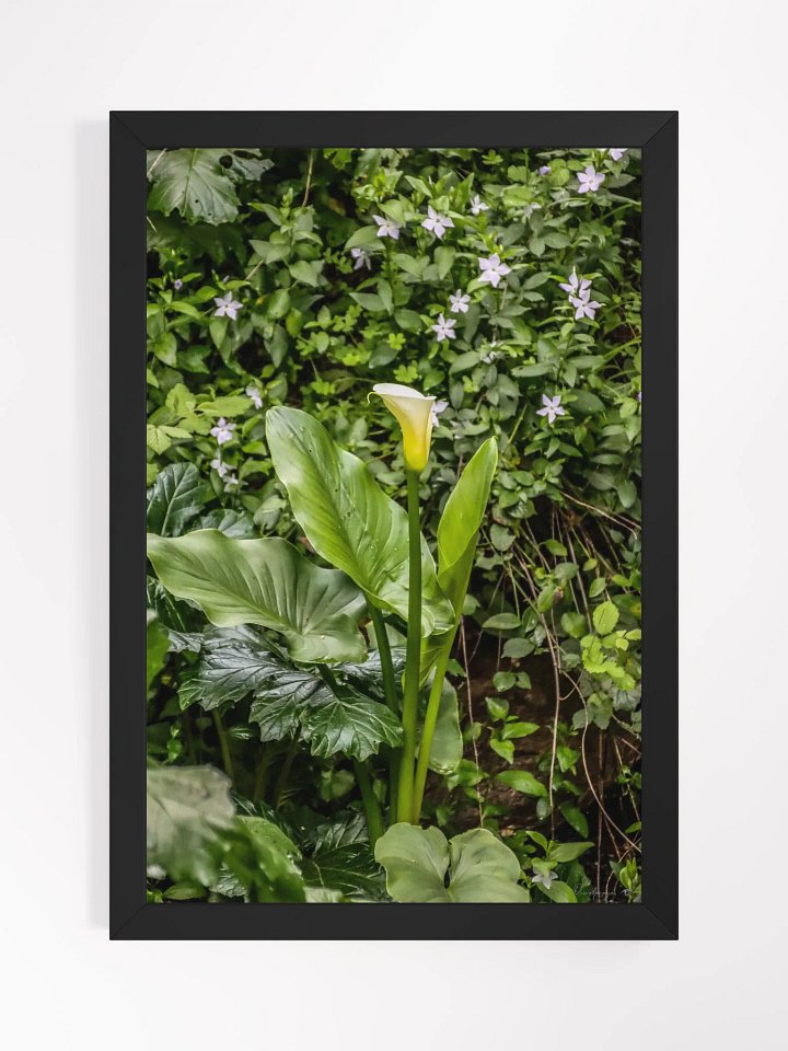 🌿Print Fine Art Photography - The Whisper of the Calla – Jardin du Rayol 🌿 product image (1)