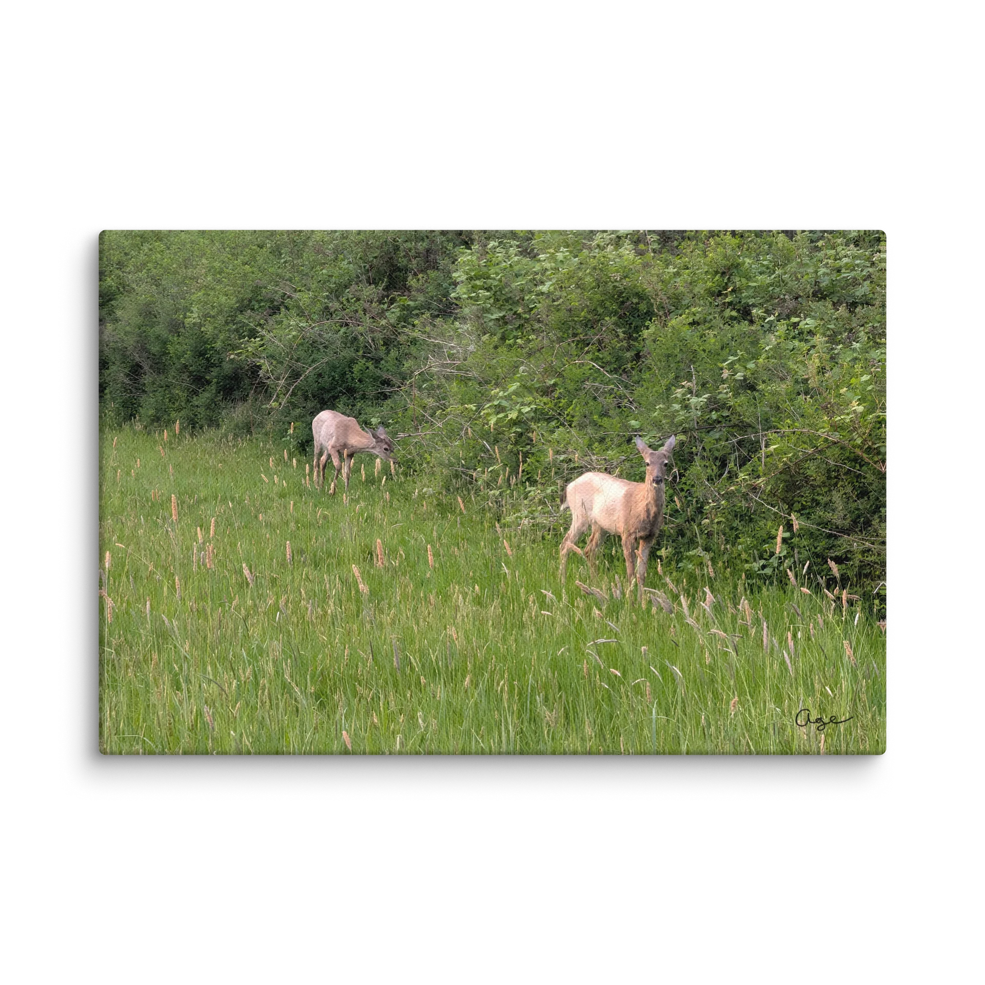Wild Grounds product image (1)