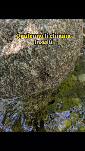 Si trovano anche ragni giganti che fanno la guardia all'oro
 #oro #nature #ragni