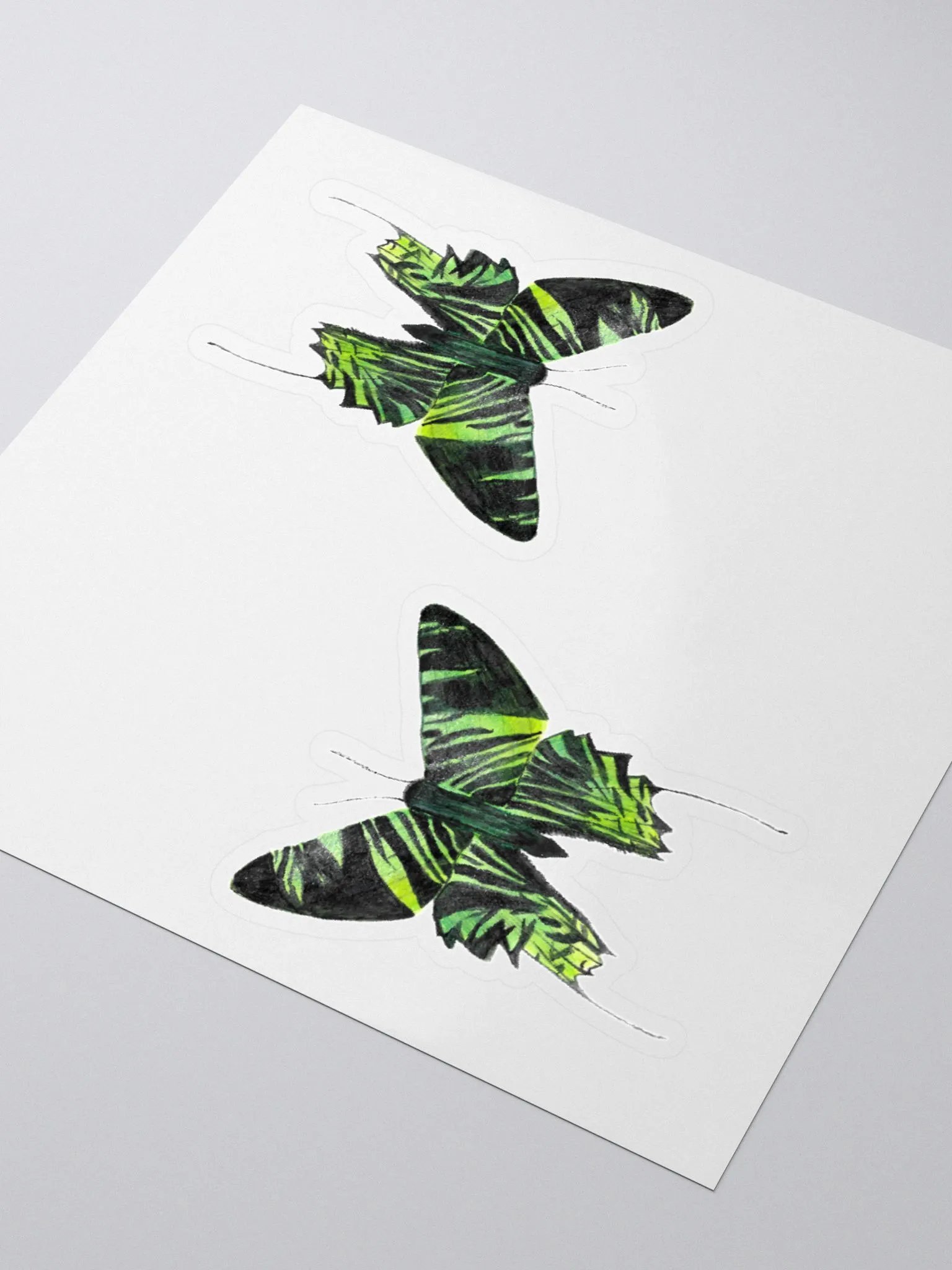 Green Banded Urania Moth product image (3)