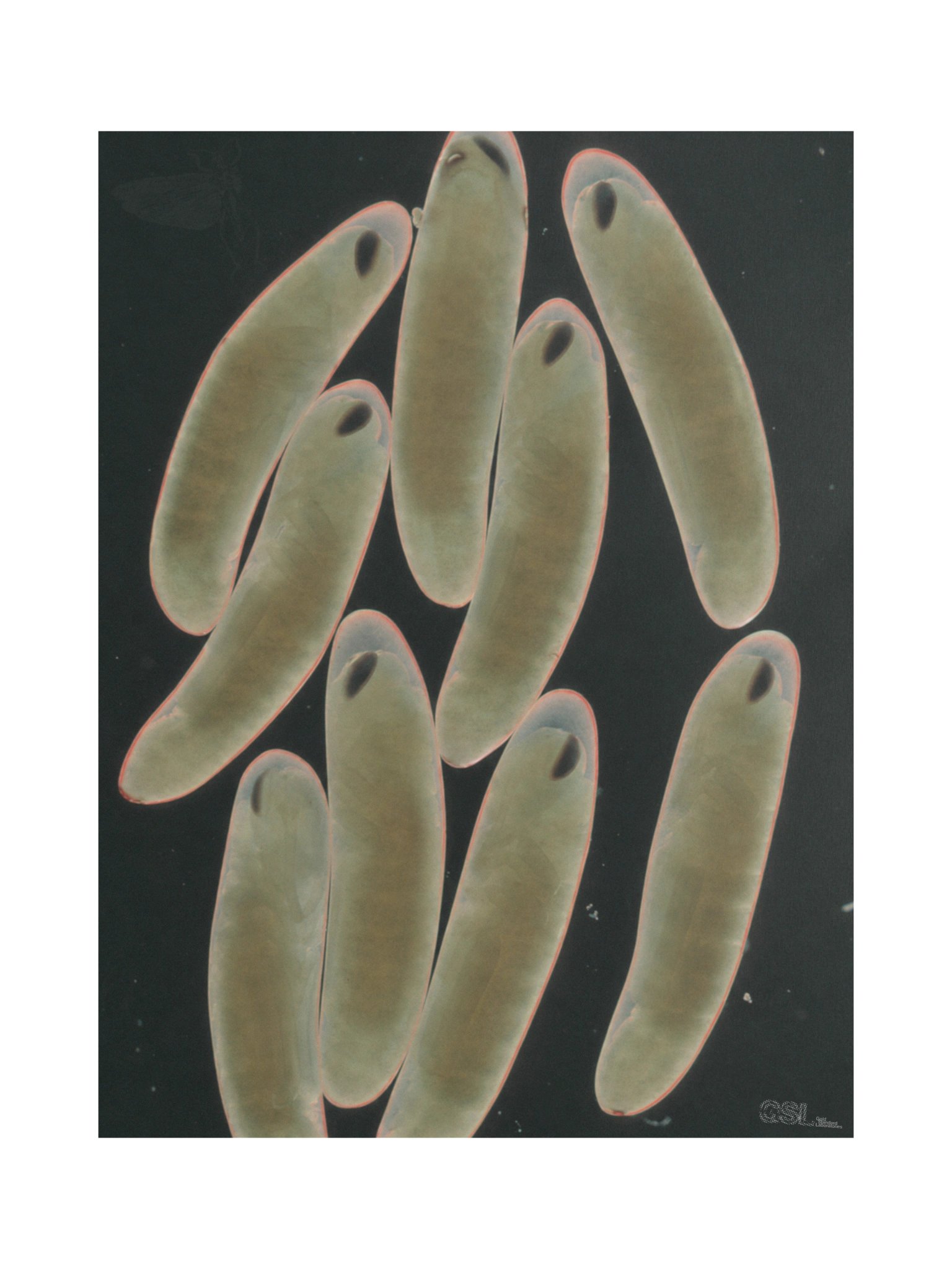 dischargedflightposter product image (1)