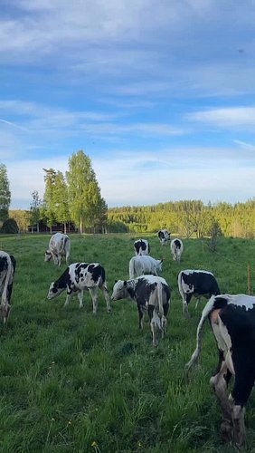 Moo