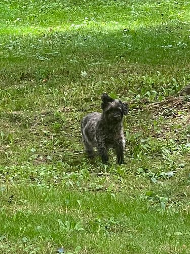 This sweet little pup came frolicking across my yard this morning. I couldn’t catch him — he kept teasing me and running away...