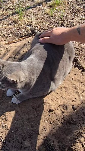 Kitty