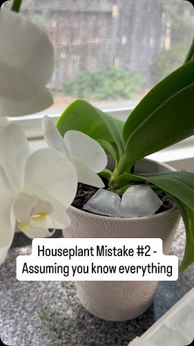 Is this something you already knew? 🤔

#houseplantcommunity #orchidcare #plantpodcast #plantschoolpodcast #plantschool