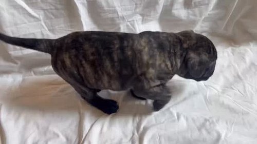 Puppies