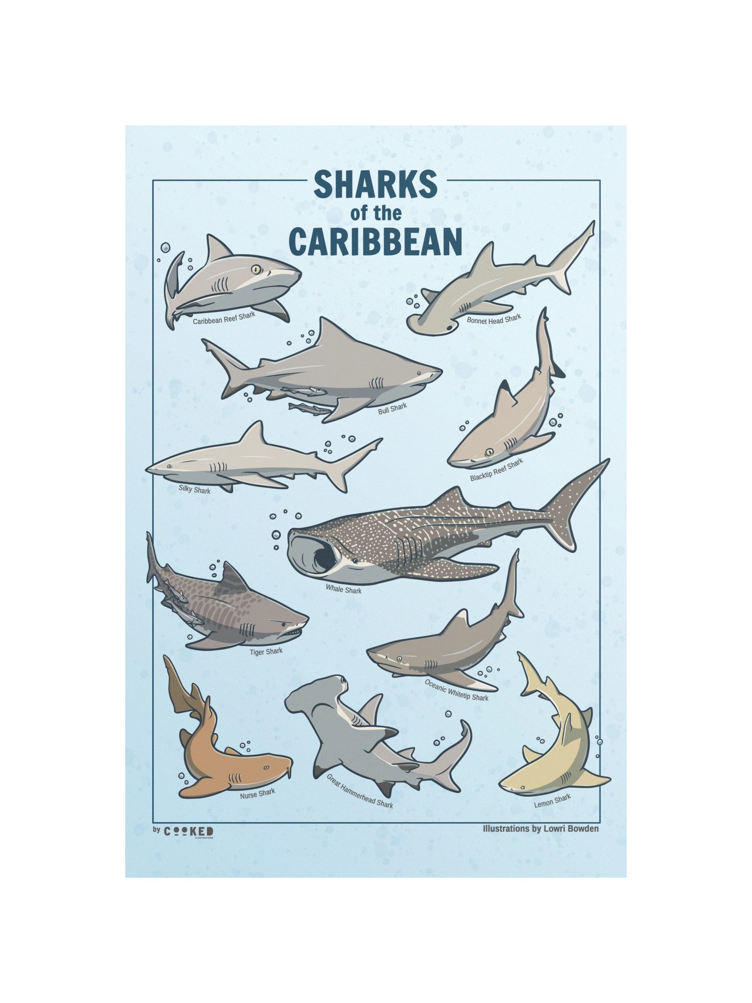 Sharks of the Caribbean - 11 Shark Illustrations - Original Illustrated Poster product image (4)