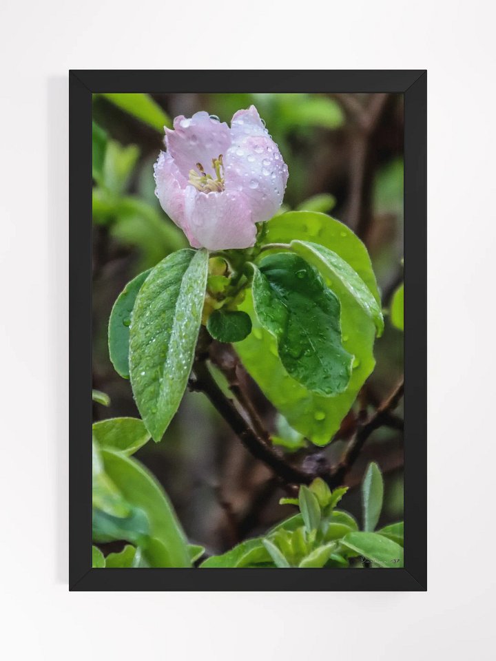Print Fine Art - Awakening Under the Dew 🌸 product image (1)