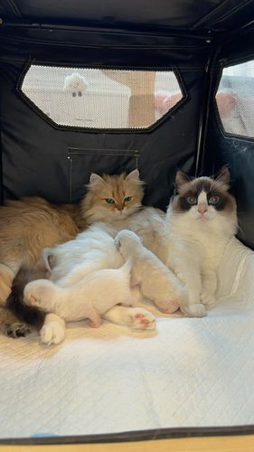 Copper gets jealous when he's not in the same room as me. If you want updates on these kittens availability, don't forget to ...