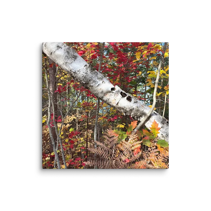 Fall Colors with a Birch tree Canvas product image (15)