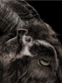 My Father, My Son and The Holy Goat. product image (1)