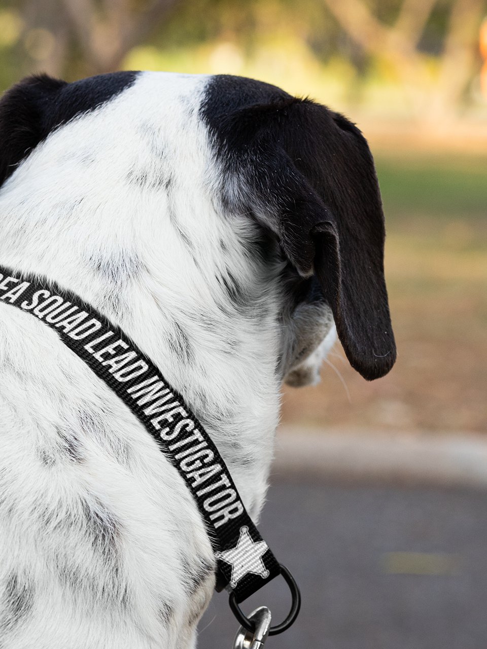 Sofa Squad Lead Investigator Dog Collar product image (4)