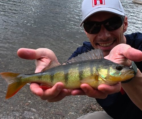 Mega day on Ullswater with a few Stripys in the net.. caught on the Rozemeijer Urban Sense range! 

#perch #perchfishing #lur...
