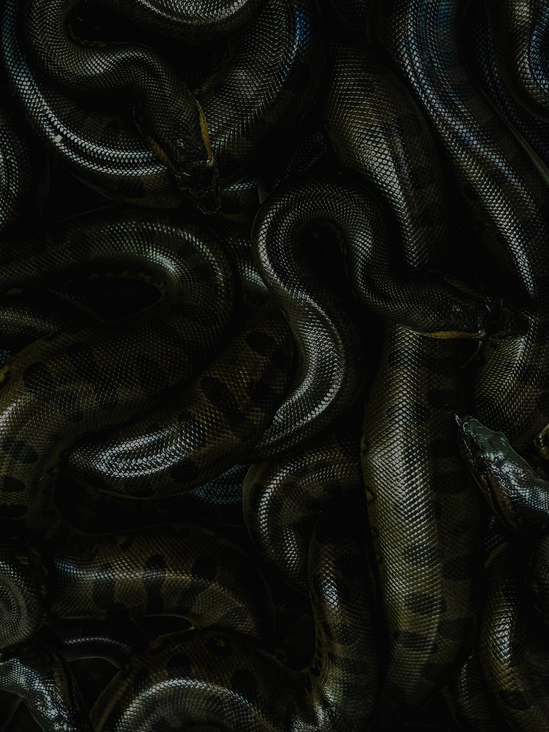 Baby Green Anacondas product image (1)