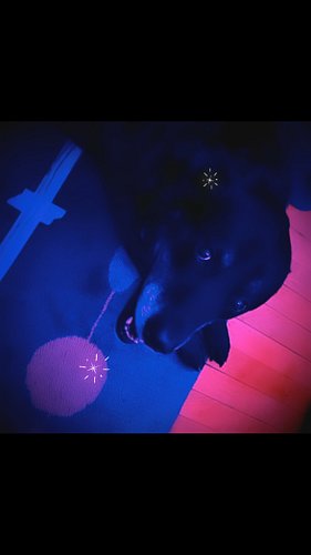 Dogs love techno, just ask Panda here. #livetechno #ikonerline #hvvy_mttl #dogslovetechno #ikon_hvvy