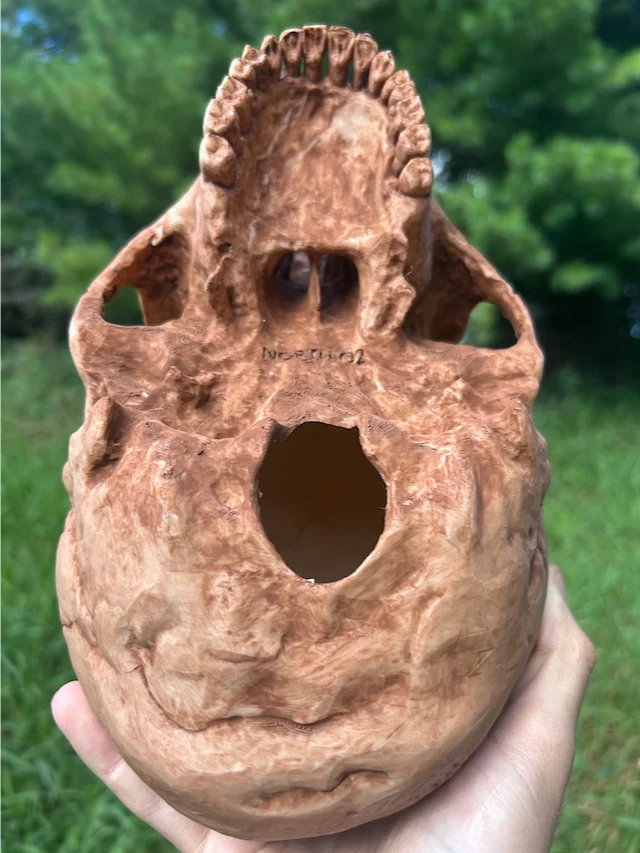 Neanderthal Skull product image (4)