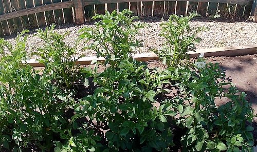 #55thDay of my LUSHES BUSHES!!!! #2026Garden #Potatoes #Carrots #Zucchini