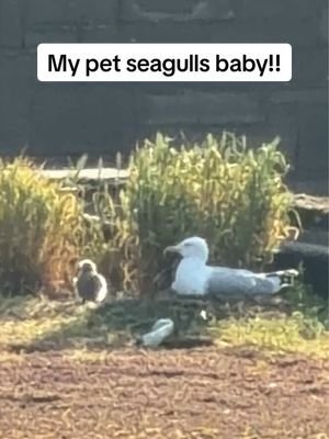 Omg omg Steven & Ethans egg has hatched!! #fyp #foryou #seagull #birds #feedingsteven