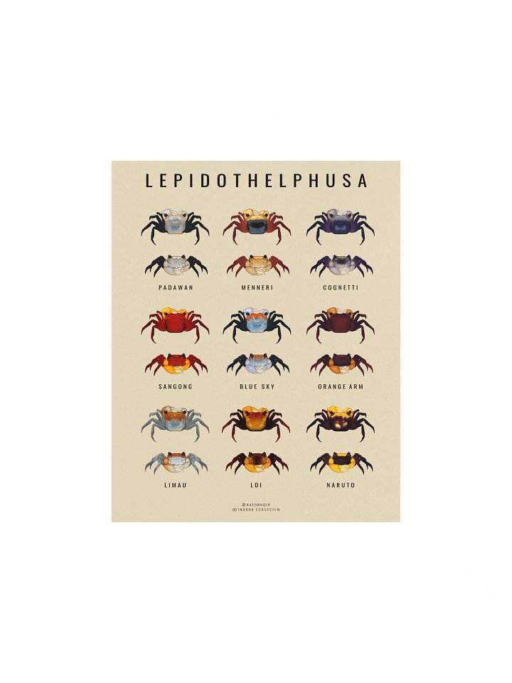 LEPIDOTHELPHUSA BORNEO CRAB POSTER (CREAM) product image (1)