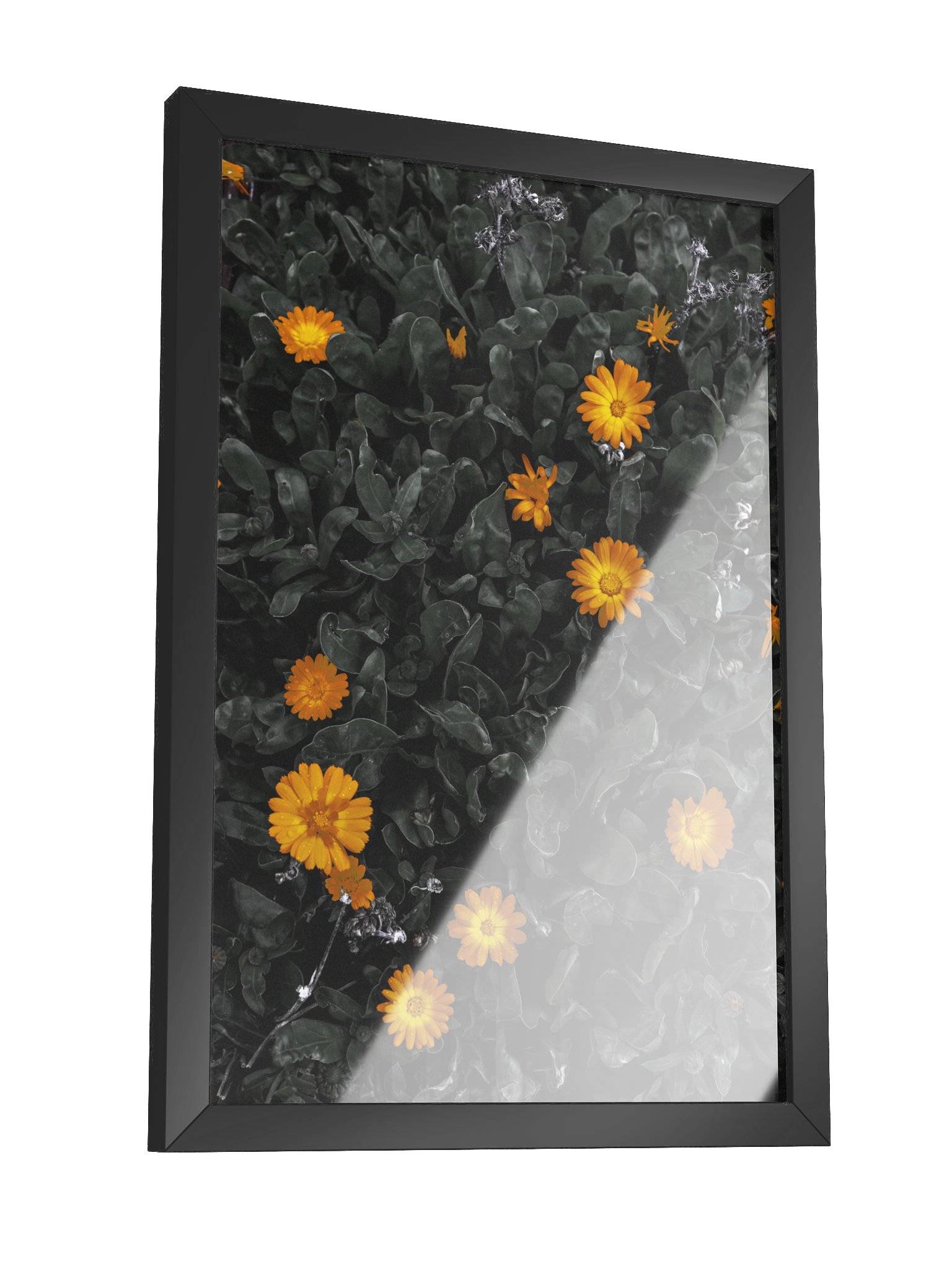 Daisy Delight product image (3)