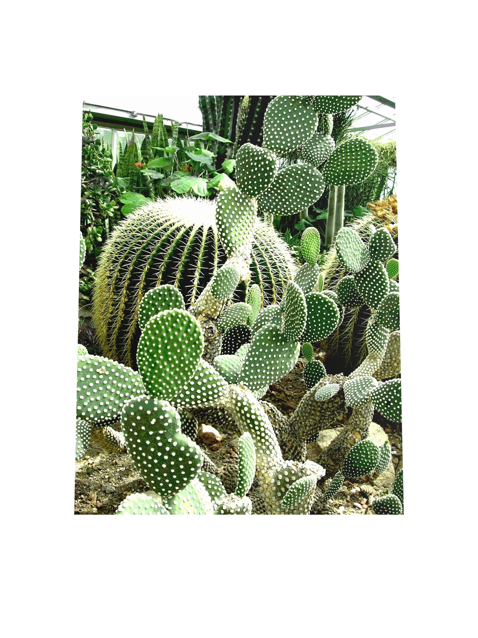 Cactus Tower 61d Poster product image (4)