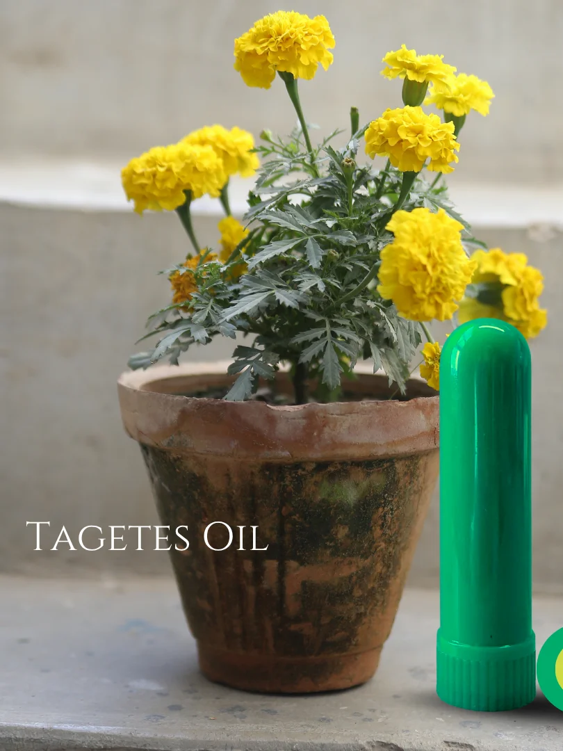Olfaria Exotic Odor Training Kit | 5 Single-Note Essential Oils | Scent Education | Train Your Nose product image (3)