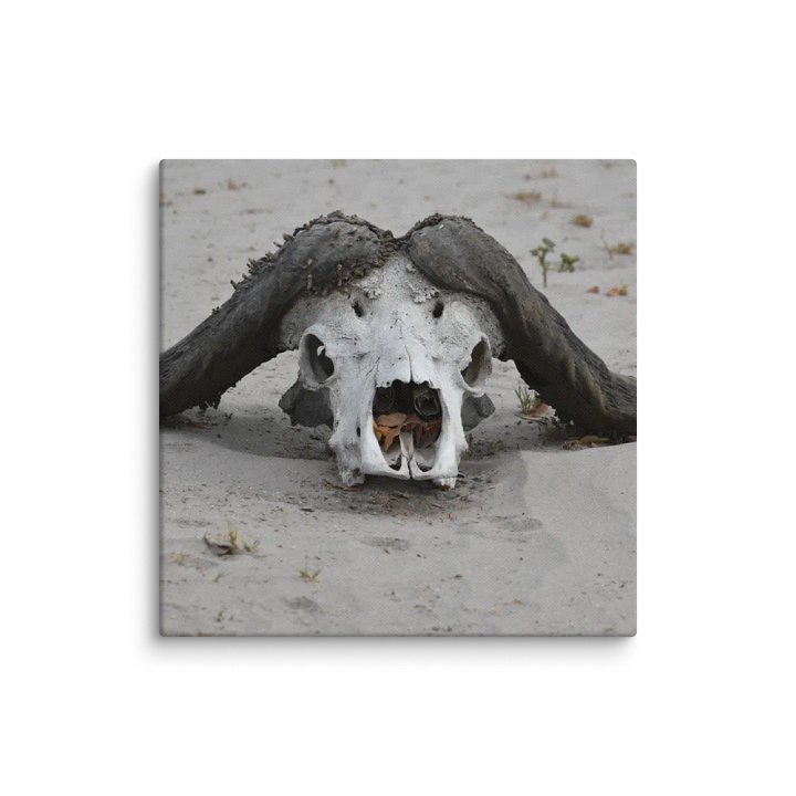 Buffalo Skull (Canvas Print) product image (1)