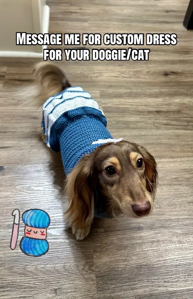 Dm me for a custom crocheted dress for your cute furbaby! 🧶🧶 I’m a disabled artist! #crochet #dog #cat #disabledartist #commission 