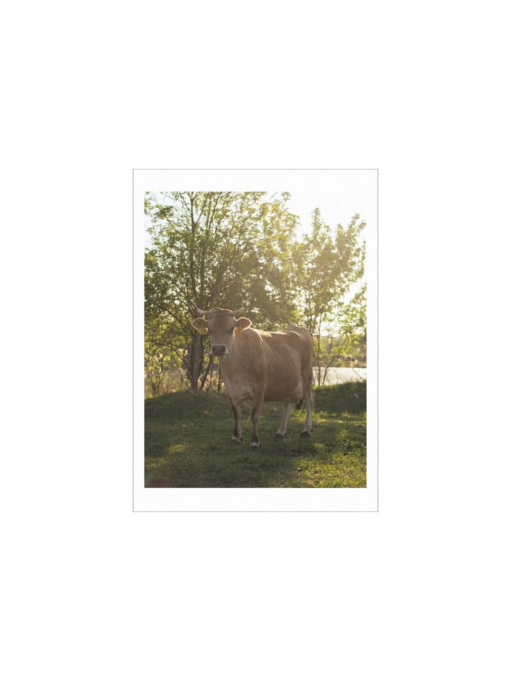 Golden Hour Cow | Countryside Photography Print product image (2)