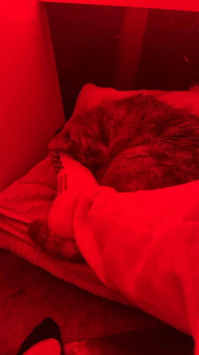 🥰😍😻