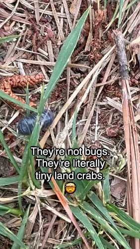 Yep. They are closer cousins to a Maine lobster than an ant. 🦞✨We loved playing with these guys when we're kids. Next time yo...