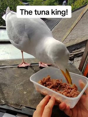 Popping open a can of tuna for the man! ❤️ #fyp #foryou #seagull #birds #feedingsteven