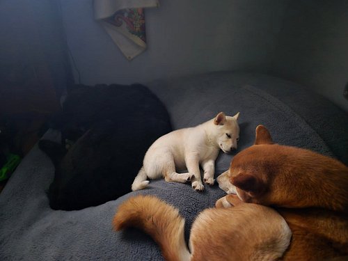 I think Rumi has finally become Pack 

#shibainu #shibasofinsta #stillnotapolarbear