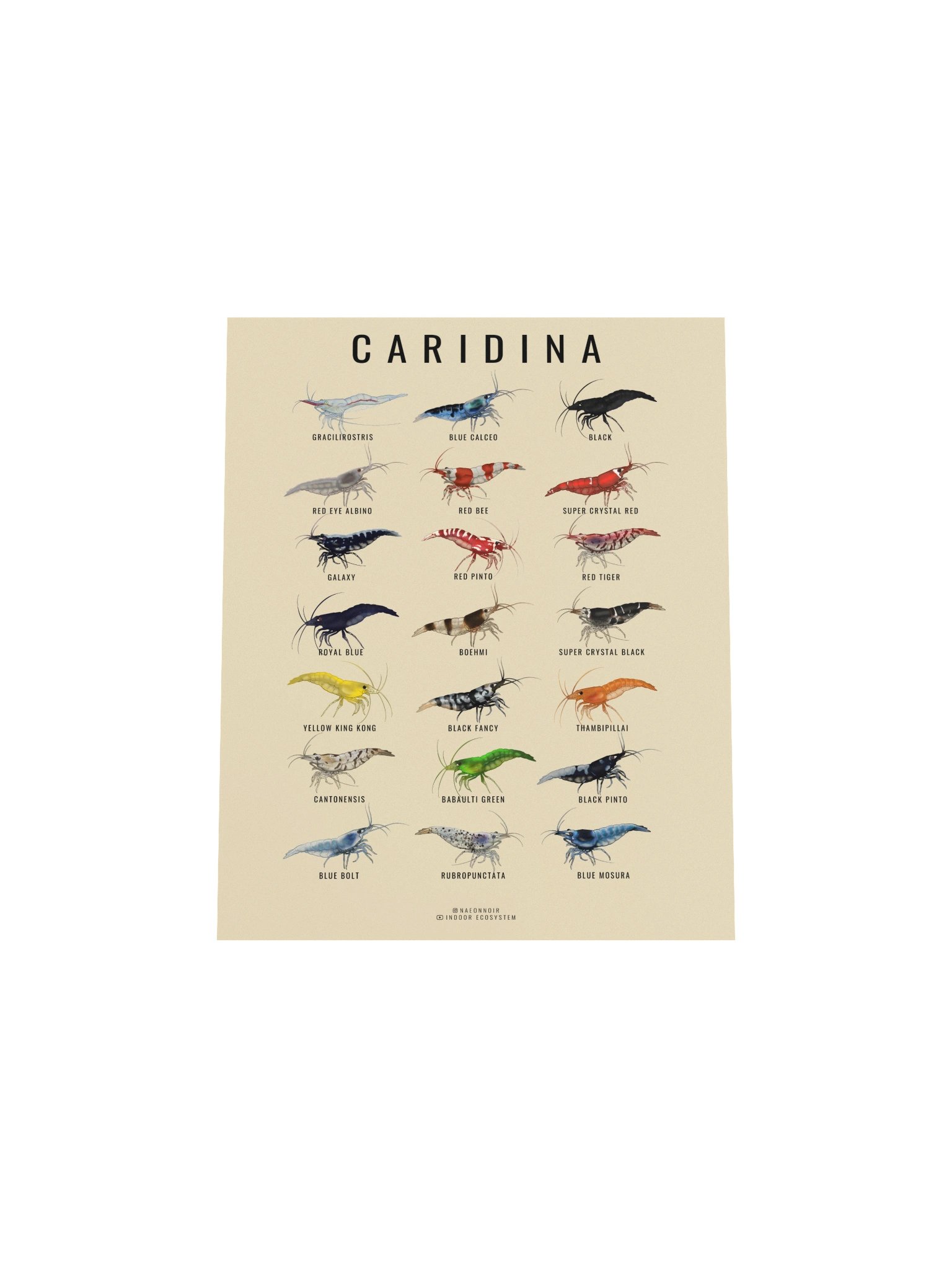 CARIDINA SHRIMP POSTER (CREAM) product image (4)