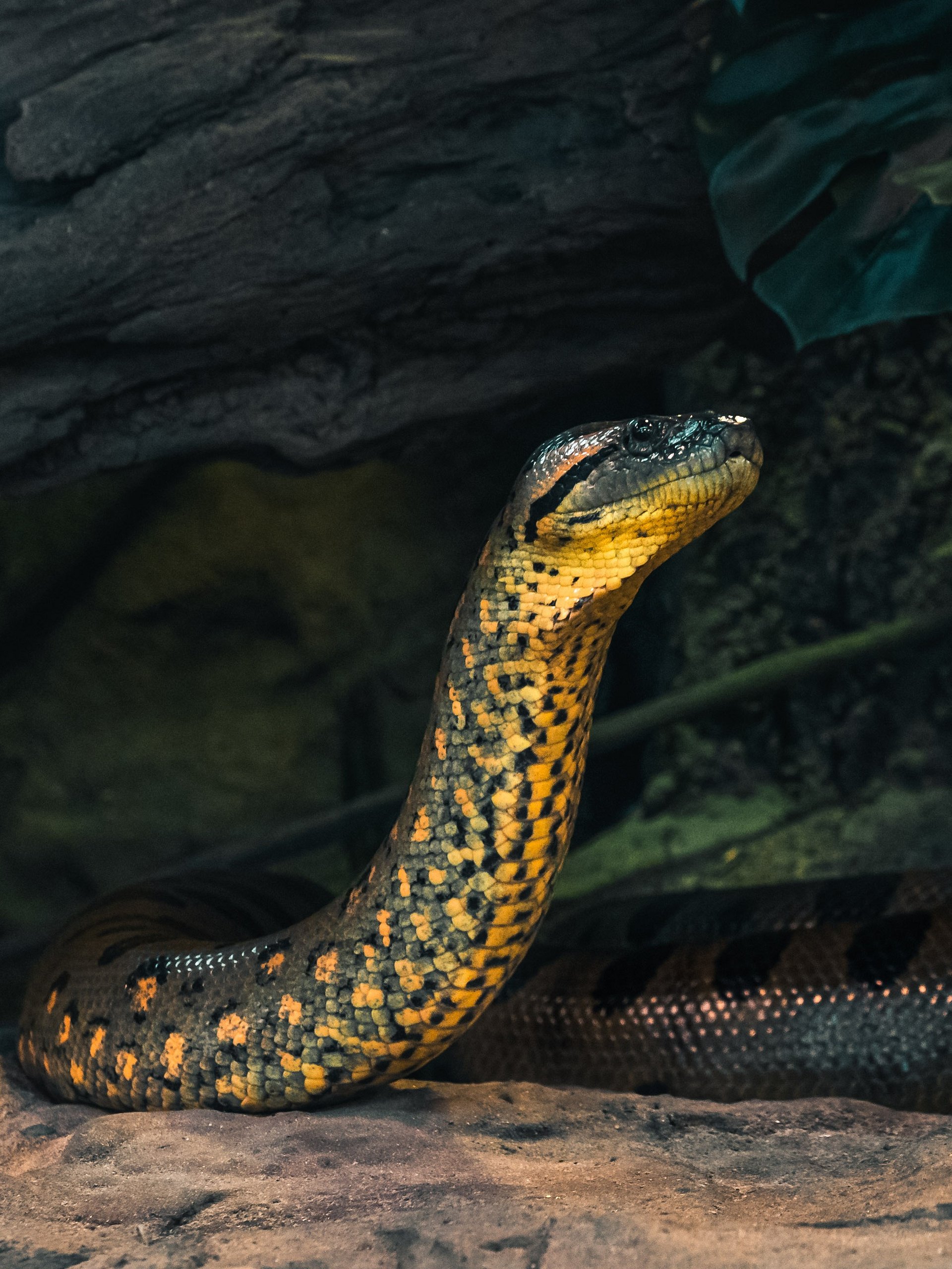 Green Anaconda Displayed product image (1)
