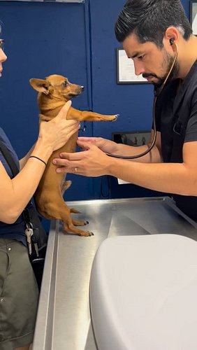 Chiquitin the rescue Chihuahua getting a check up. 

#chicathedoberman #chihuahua