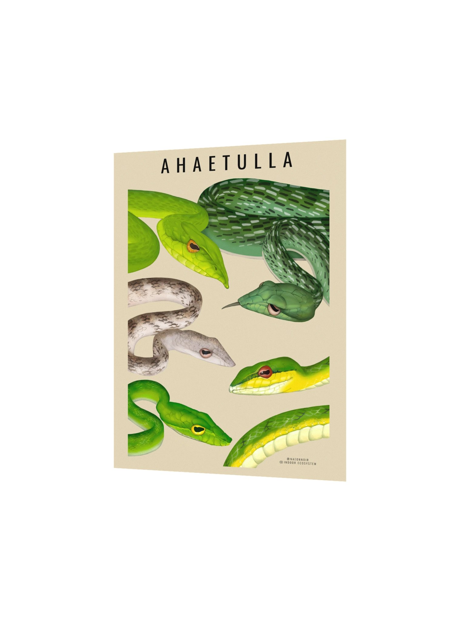 AHAETULLA VINE SNAKE POSTERS (CREAM) product image (2)