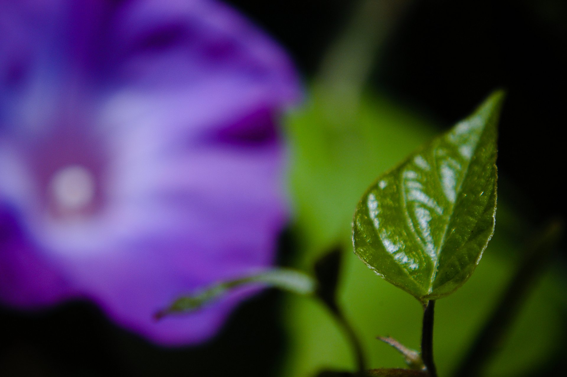 beyond the thicket