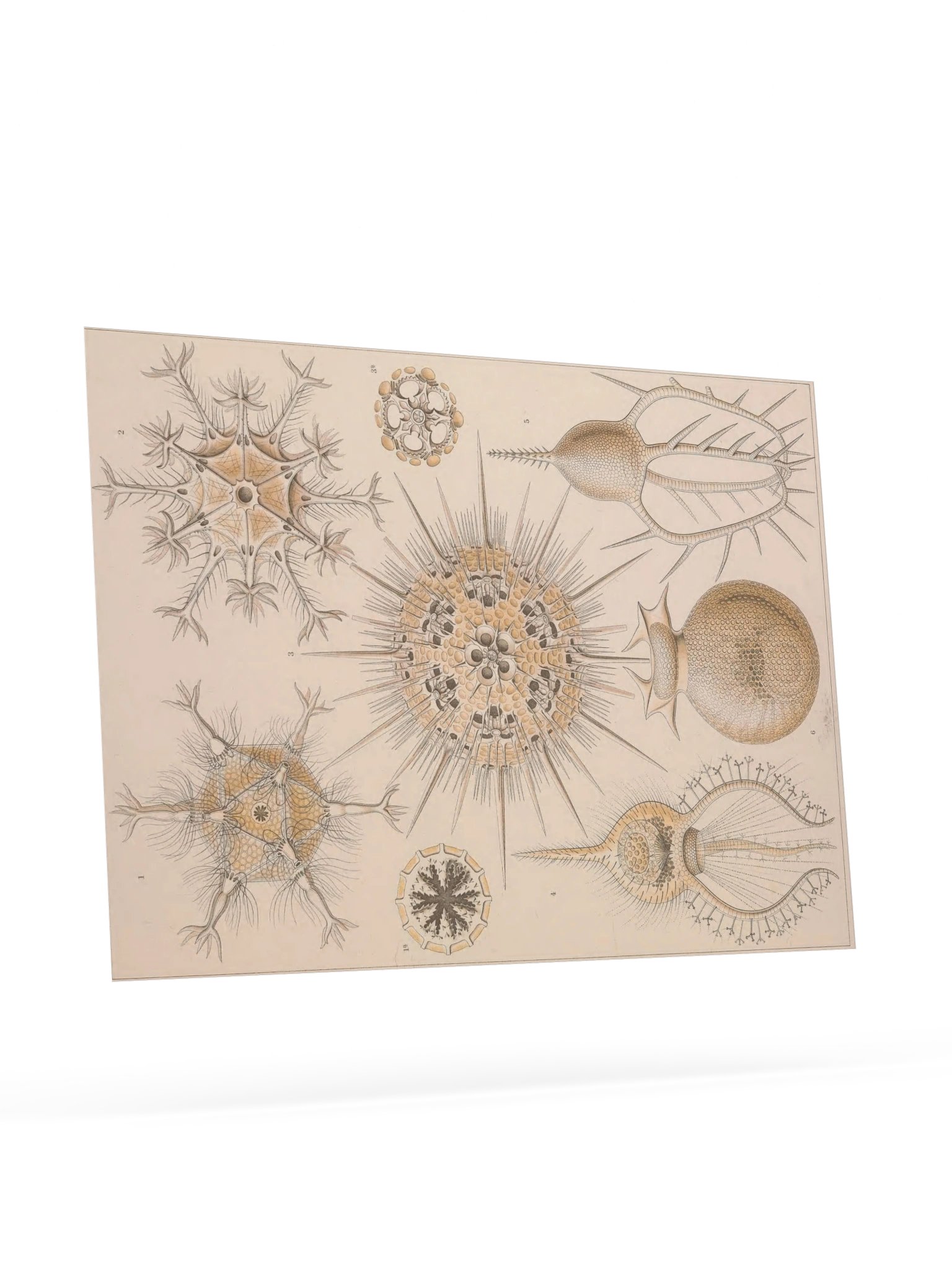 Phaeodaria, Plate 1 – Haeckel Poster product image (9)
