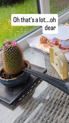 They say a black thumb is contagious. While I am usually the one responsible for the plant casualties around here, it seems t...