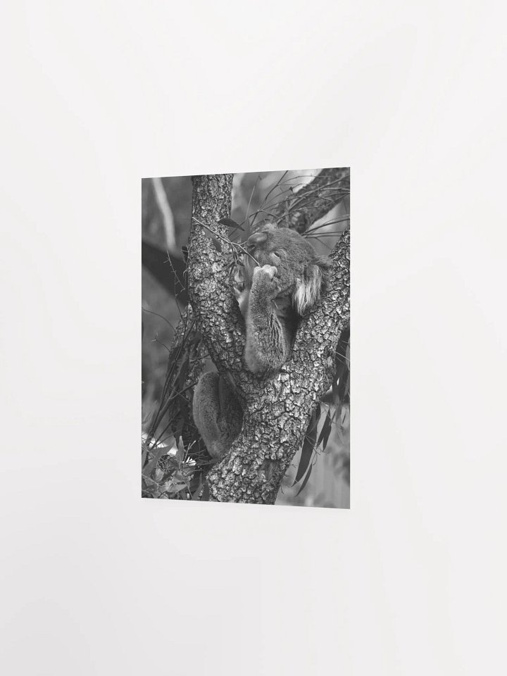 Koala - Black & White product image (2)