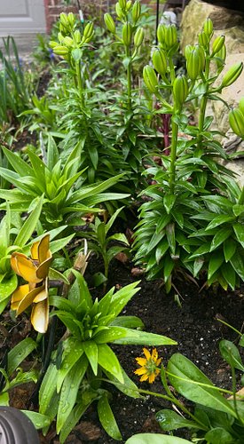 Love is…………experiencing the daily miracles of Spring. I love this season so much! Each day unfolds new gifts of hope and love...