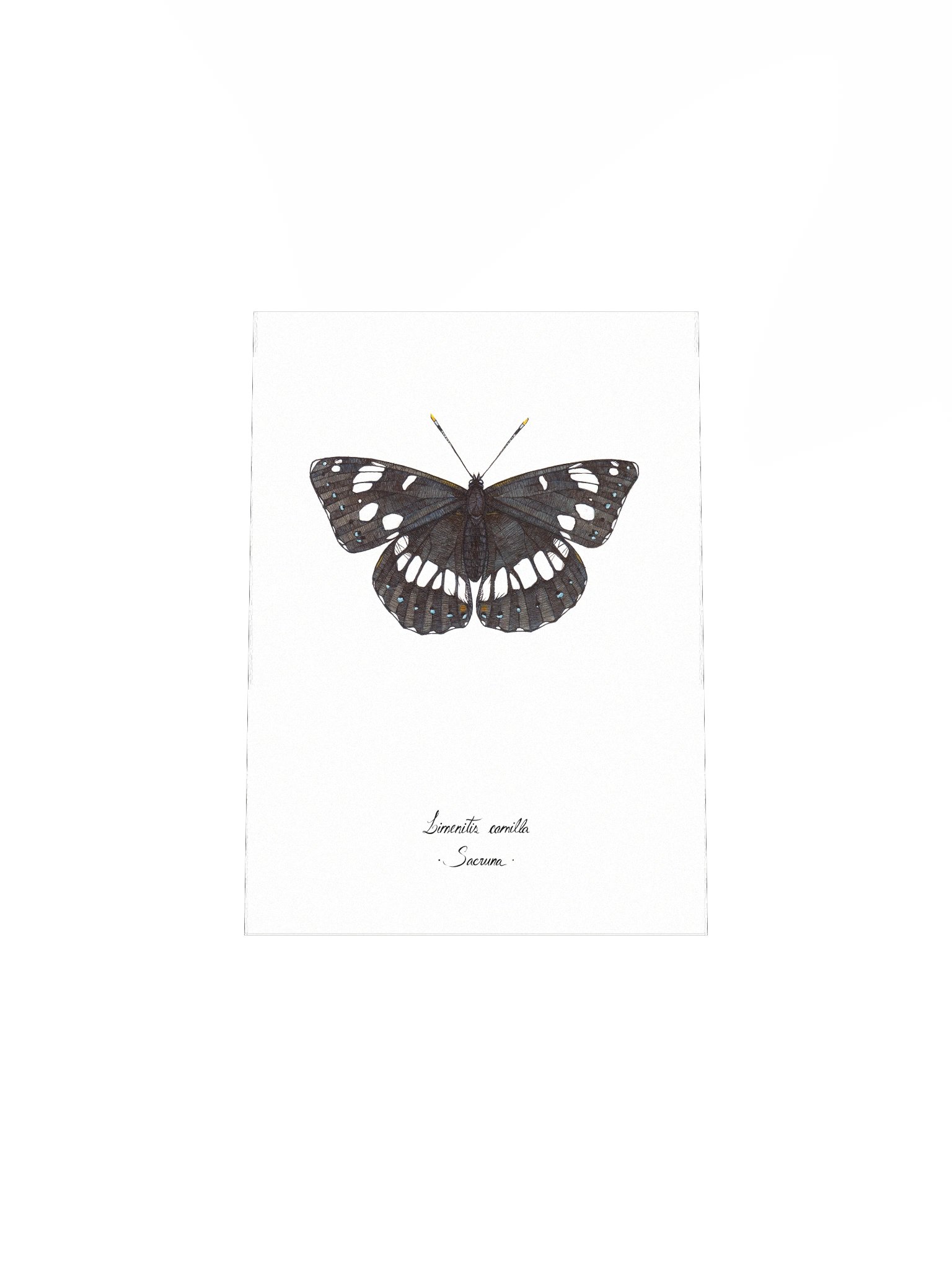 Limenitis Camilla • Print product image (8)